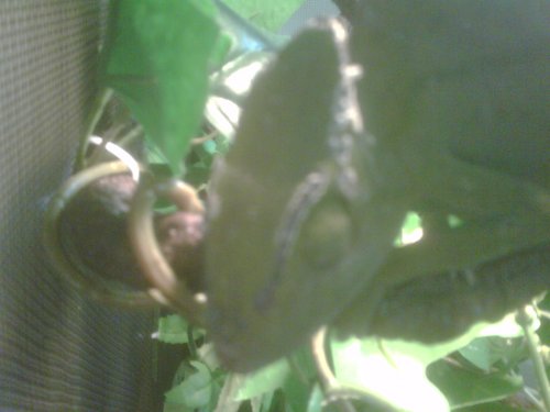 IMG00066-20111016-1034.jpg