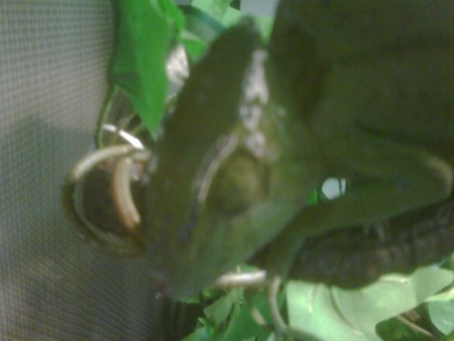 IMG00068-20111016-1034.jpg