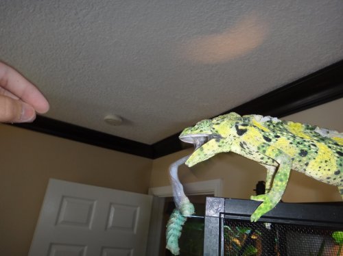 Moms Cam 223.jpg