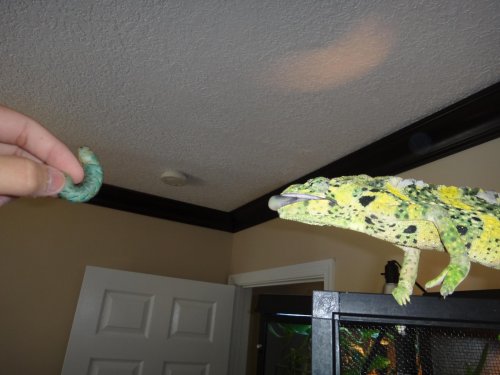 Moms Cam 222.jpg