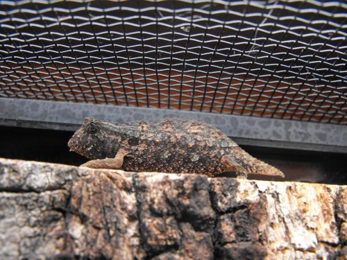 more lizards 397.jpg