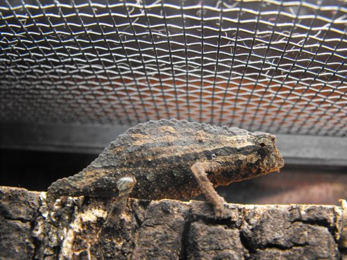 more lizards 399.jpg