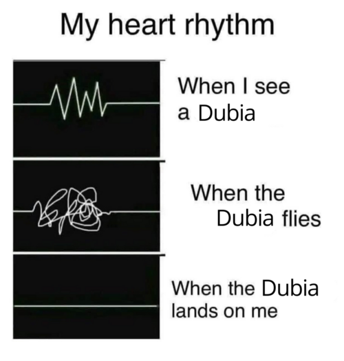 Dubia copy.png