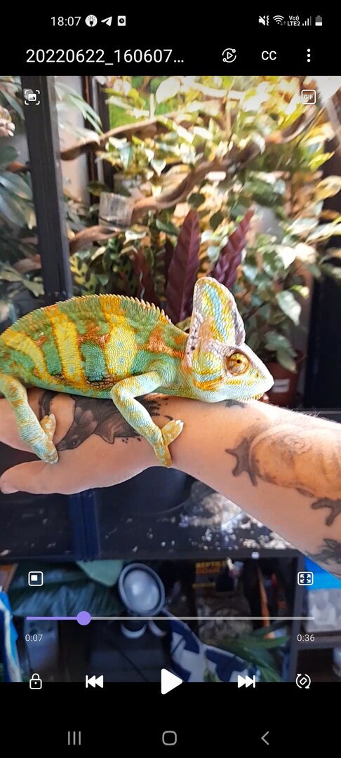 Screenshot_20220622-180744_Video Player.jpg