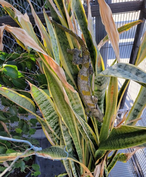 Snake plant 6 22.jpg