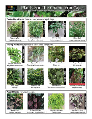 Chameleon-Plants-061321-scaled-300x388.jpg