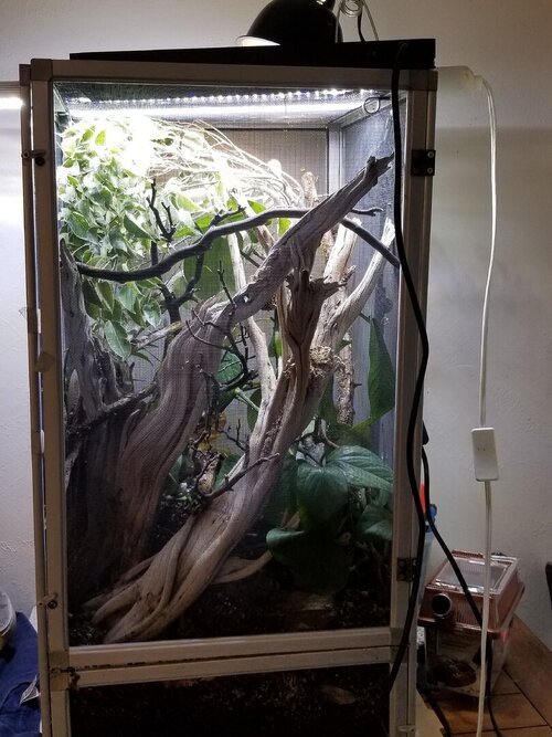 chameleon cage.jpg