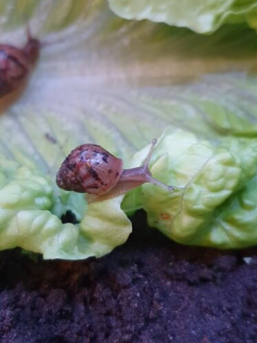 snail.png snail.png