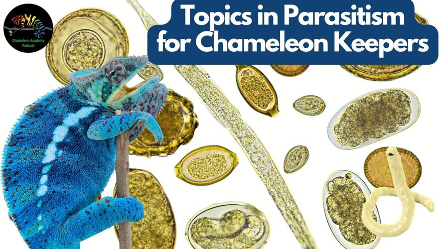 Chameleon-Parasites-Podcast-1920-×-1080-px-1-1536x864.jpg