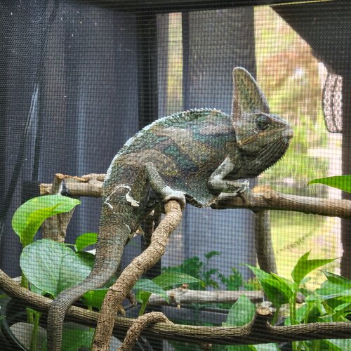 Gojira shedding again.jpg