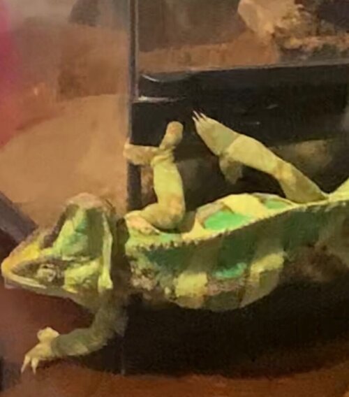 View rece_remastered.jpg