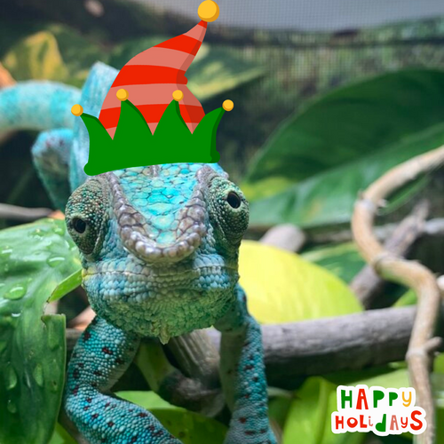 holiday cheer Bazelthechameleon.png
