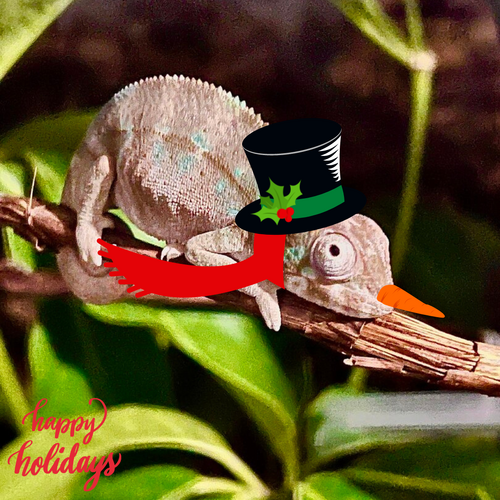 holiday cheer Chino82.png