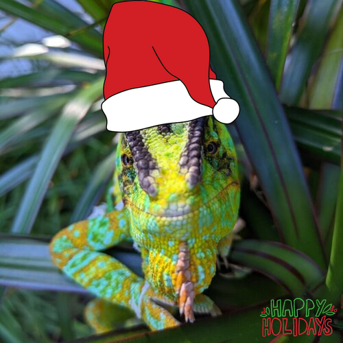 holiday cheer bbyoda.png