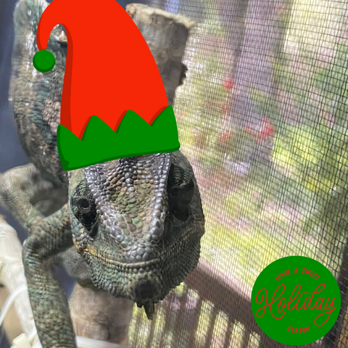 holiday cheer Tkrd69.png