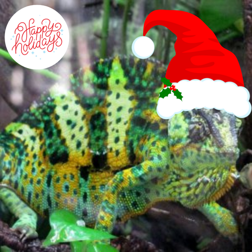 holiday cheer Zaphod.png