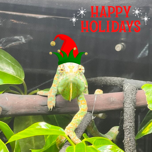 holiday cheer reptar313.png