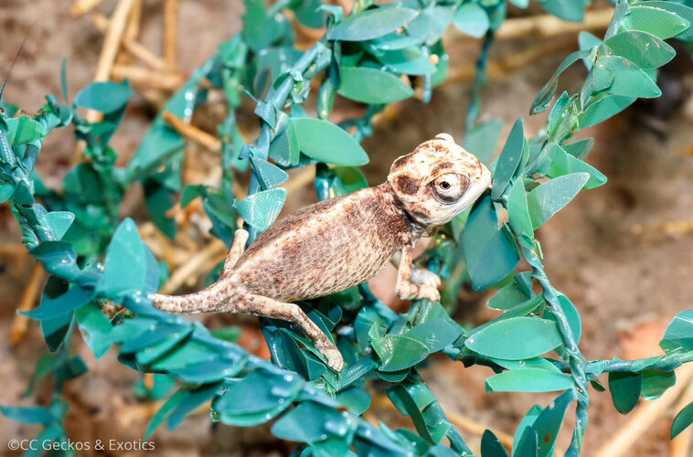 chamaeleo-namaquensis-117-3.jpg