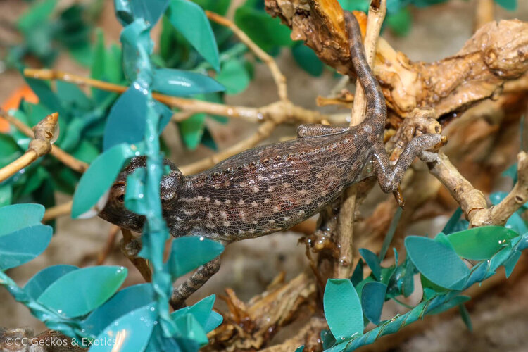 chamaeleo-namaquensis-117-4.jpg