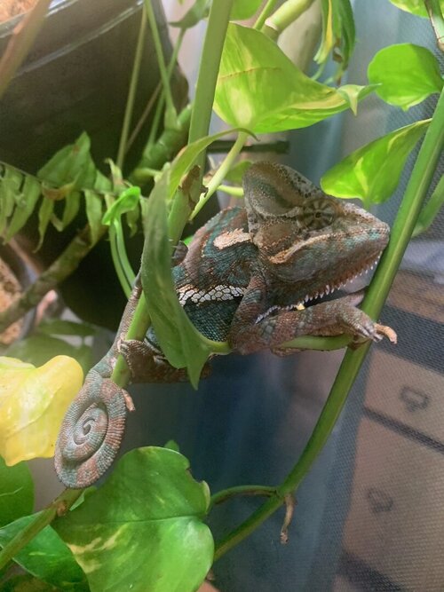 Recent Pic from today.jpeg