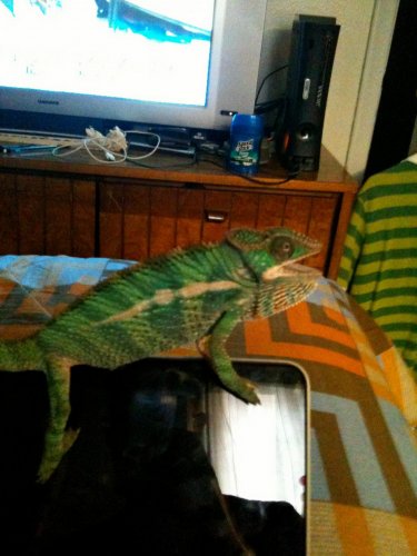 chameleon.jpg