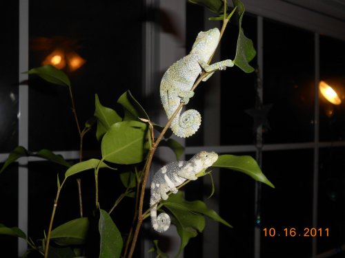 DSCN1156.jpg