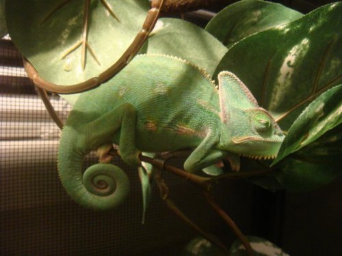 sleepies.jpg