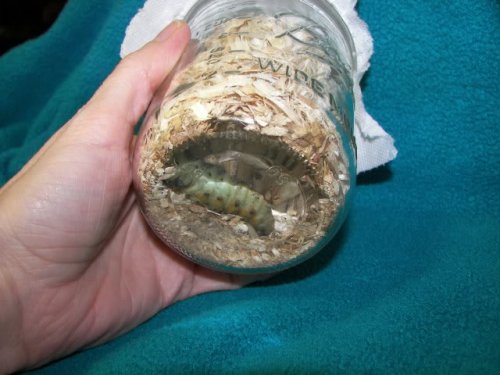 hornworm about to pupate.jpg