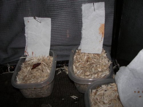 hawk moth pinned towels.jpg