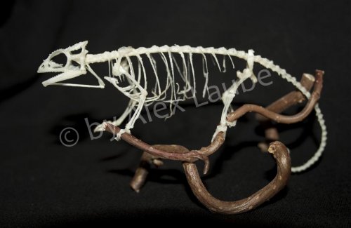 IMG_9153 (Large) Kopie.jpg