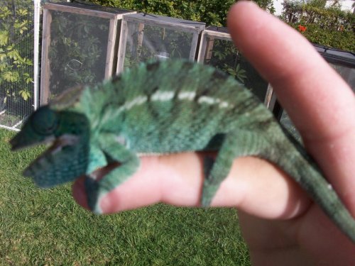 chameleon 013.jpg