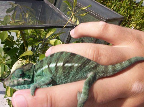 chameleon 015.jpg