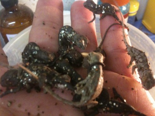 Lucifer jrbabies.jpg