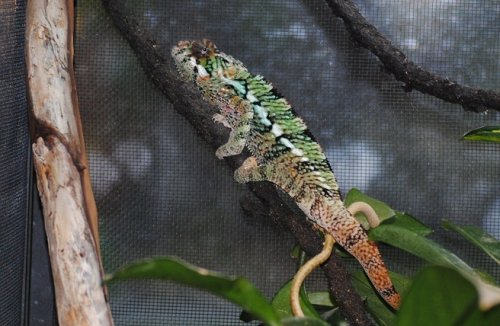 DSC_0052.JPG