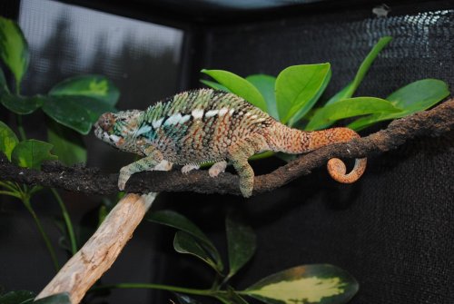 DSC_0068.jpg