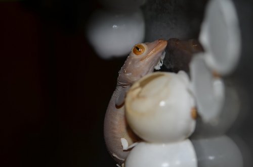 DSC_0428.jpg