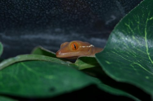 DSC_0418.jpg