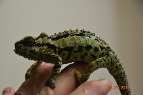 DSC_0971.jpg