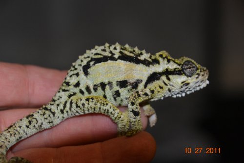 DSC_0974.jpg
