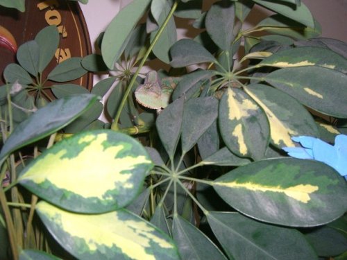 Cant find me.jpg