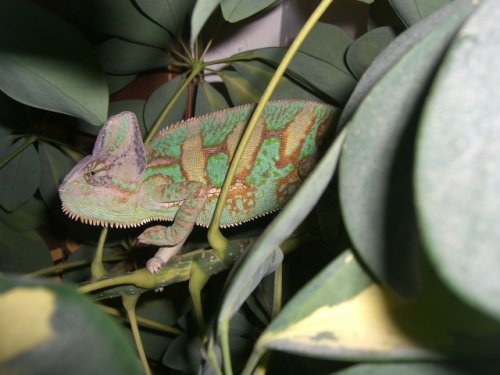 LAMBEAU 7 months.jpg