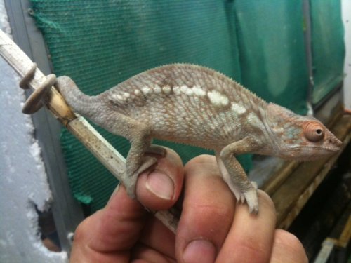 ambilobe female4month9 inches.jpg