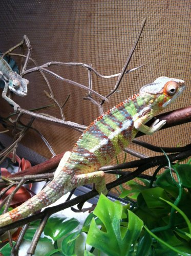 NEW IPHONE PICS OCT 083.jpg