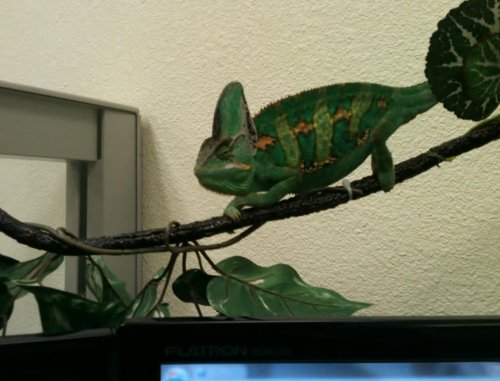 Who needs a basking light.jpg