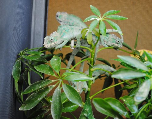 cham tree.jpg