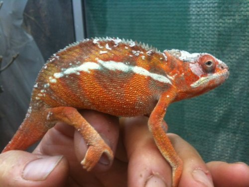 high orange male.jpg