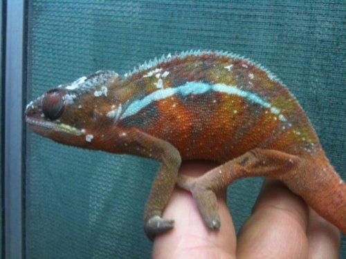 male ambilobe biggest.jpg