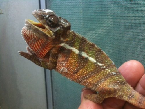 male ambilobe part of pair.jpg