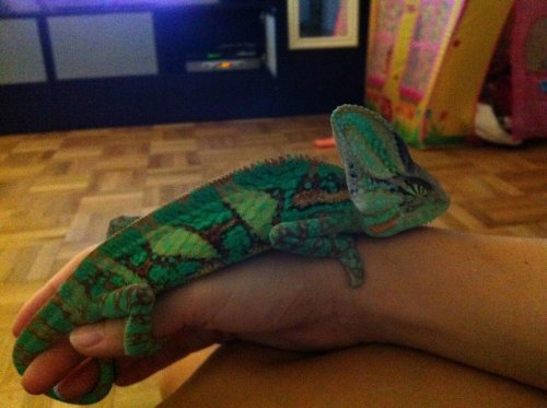 Kamo Sleeping.jpg