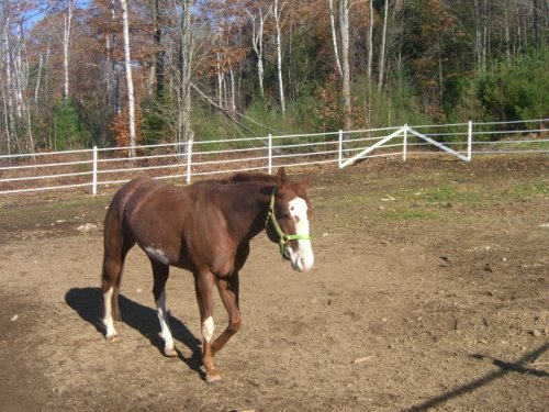 Pheonix the stallion.jpg